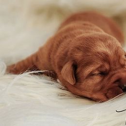 Labrador Retriever Puppies from Abundance Labradors