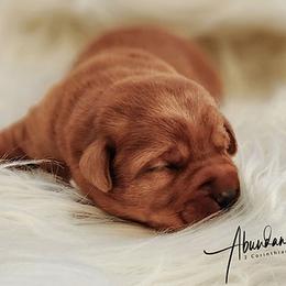 Labrador Retriever Puppies from Abundance Labradors