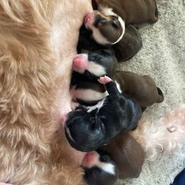 Havanese Puppies from HavaReese Havanese