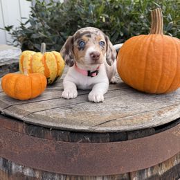 Dachshund Puppies from Thomas Homestead and Rabbitry