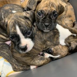 Boxer Puppies from Georgia Boxer Puppies