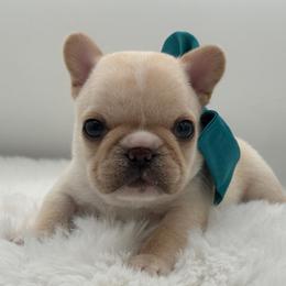 Holly - Cream female French Bulldog puppy in Largo, Florida from Big Daddy Frenchies