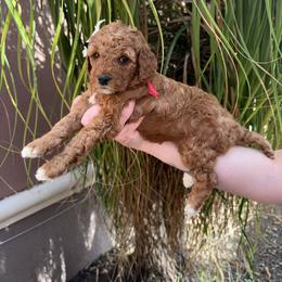 Judy - Red  female Goldendoodle puppy in Miami, Florida from Magdoodles