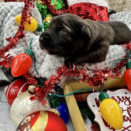 Shiloh Shepherd Puppies from Echo Shilohs