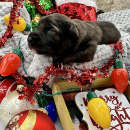 Shiloh Shepherd Puppies from Echo Shilohs