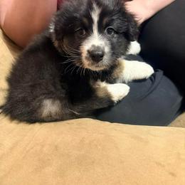 Princess - Black tri-color female Australian Shepherd puppy in Dallas, Georgia from Sunsprite Aussies