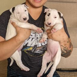 Bull Terrier Puppies from Old England Bull Terriers