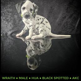 Wraith (HUA) - White and black male Dalmatian puppy in Salem, Missouri from Paradise Spots Dalmatians