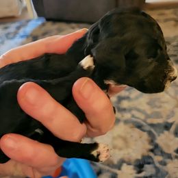 Keki Lu - Black female Cavapoo puppy in Bourbonnais, Illinois from Maggie's Cavapoo Puppies