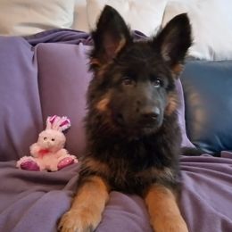 German Shepherds from Deestraum German Shepherds