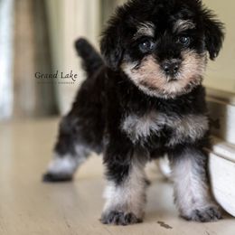 Bernedoodle, Poodle, and Schnoodle Puppies from Grand Lake Poodles & Doodles