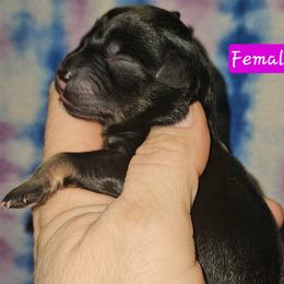 Girl 2 - Salt and pepper female Miniature Schnauzer puppy in Biscoe, North Carolina from Clouser's Bodacious Danes
