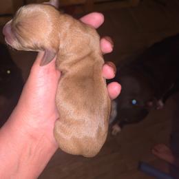 Girl 1 - Dapple female Dachshund puppy in Bowling Green, Kentucky from Rich’s Beautiful Dachshunds
