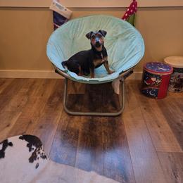 Bailey - American Hunt Terrier