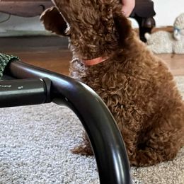 Poodle Puppies from Lisa Calderon