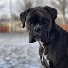 Benelli - Boxer