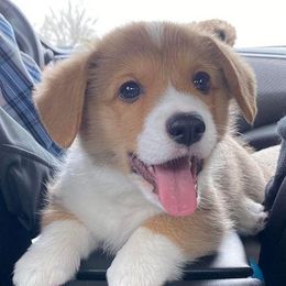 Pembroke Welsh Corgi Puppies from Rainbow Corgi Farms