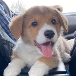 Pembroke Welsh Corgi Puppies from Rainbow Corgi Farms