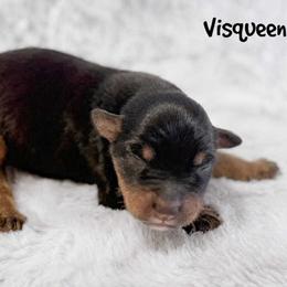 Visqueen - Black tri female Miniature Australian Shepherd puppy in Garden Plain, Kansas from Krazy K Aussies