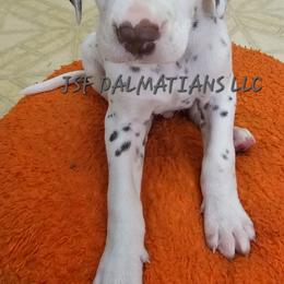 Homozygous liver tricolor - White and liver brown male Dalmatian puppy in Conrath, Wisconsin from JSF Dalmatians LLC