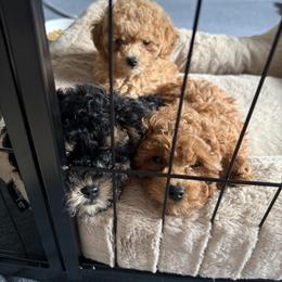 Poodle Puppies from Divine Poodles