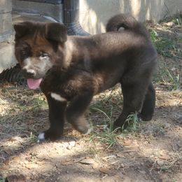 Akita Puppies from Folklore Akitas