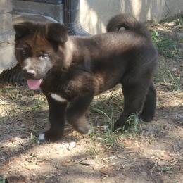 Akita Puppies from Folklore Akitas