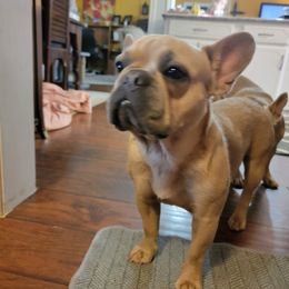 Maple - French Bulldog