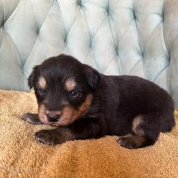 Girl 3 - Black tri-color female Australian Shepherd puppy in Bison, South Dakota from South Dakota Creekside Australian Shepherds