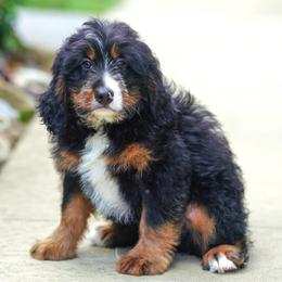 Mustang (socialization program student) - Tri-color male Bernedoodle puppy in Dundee, Ohio from Down Home Doodle