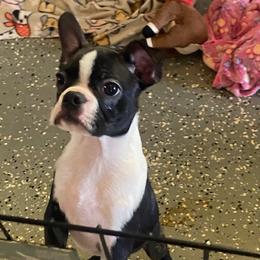 Fudge - Black and white male Boston Terrier puppy in Cookville, Texas from Linde Bostons/Tomlin Boxers