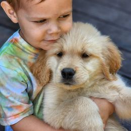 Golden Retriever Puppies from Sheaman Farm