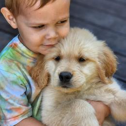Golden Retriever Puppies from Sheaman Farm