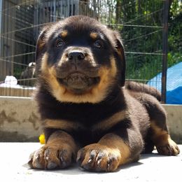 Chinese Crested and Rottweiler Puppies from Long Rotts & Long Haul Cresteds