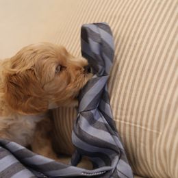 Australian Labradoodle Puppies from Majestic Labradoodles