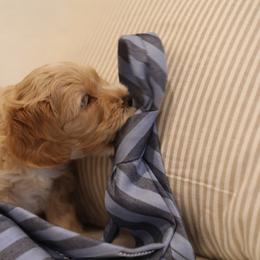 Australian Labradoodle Puppies from Majestic Labradoodles
