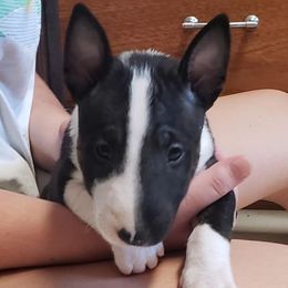 Bull Terriers and Miniature Bull Terriers from St George BTs and Omega MBTs