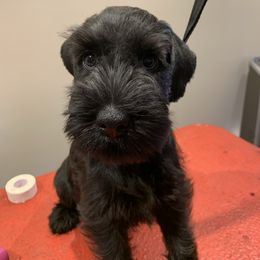 Giant Schnauzer, Miniature Schnauzer, and Standard Schnauzer Puppies from Die Nassen Baerte