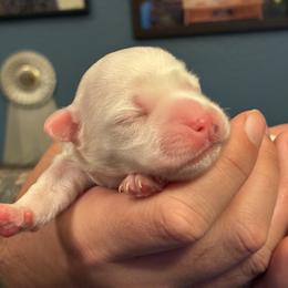 Rabbit - White male Lowchen puppy in Fort Collins, Colorado from Dragonne Lowchen