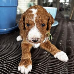 Green Collar - Parti male Goldendoodle puppy in Eunice, Louisiana from Maison De Pawz