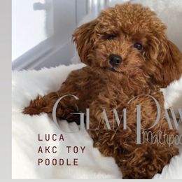 Luca - Poodle