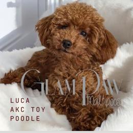 Luca - Poodle