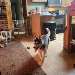 Siberian Husky Puppies from Spirit of the Moon Siberians