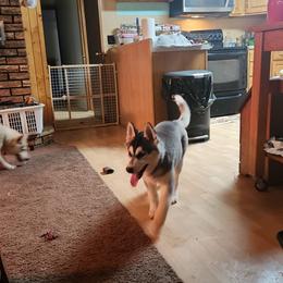 Siberian Husky Puppies from Spirit of the Moon Siberians