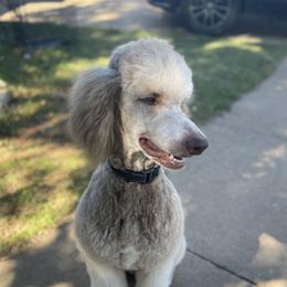 Marshall - Poodle