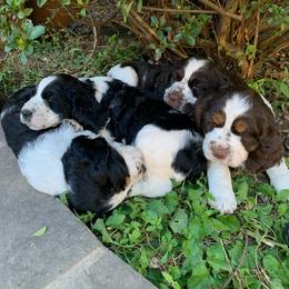 English Springer Spaniel Puppies from Hillsboro Springers