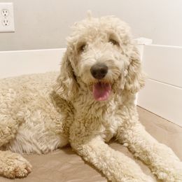 Birdie - Goldendoodle
