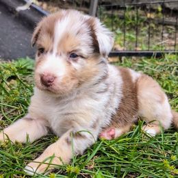 Eevee Boy 2 - Red merle Australian Shepherd puppy in South Hill, Virginia from Silverside Aussies LLC