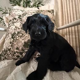 Wags Solo - male Golden Mountain Doodle puppy in Puyallup, Washington from Majestic Mtn Pups