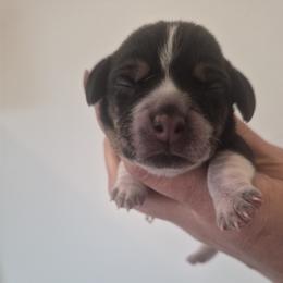 Patsy - Black tan and white female Beagle puppy in Salina, Kansas from Peace Love frenchies